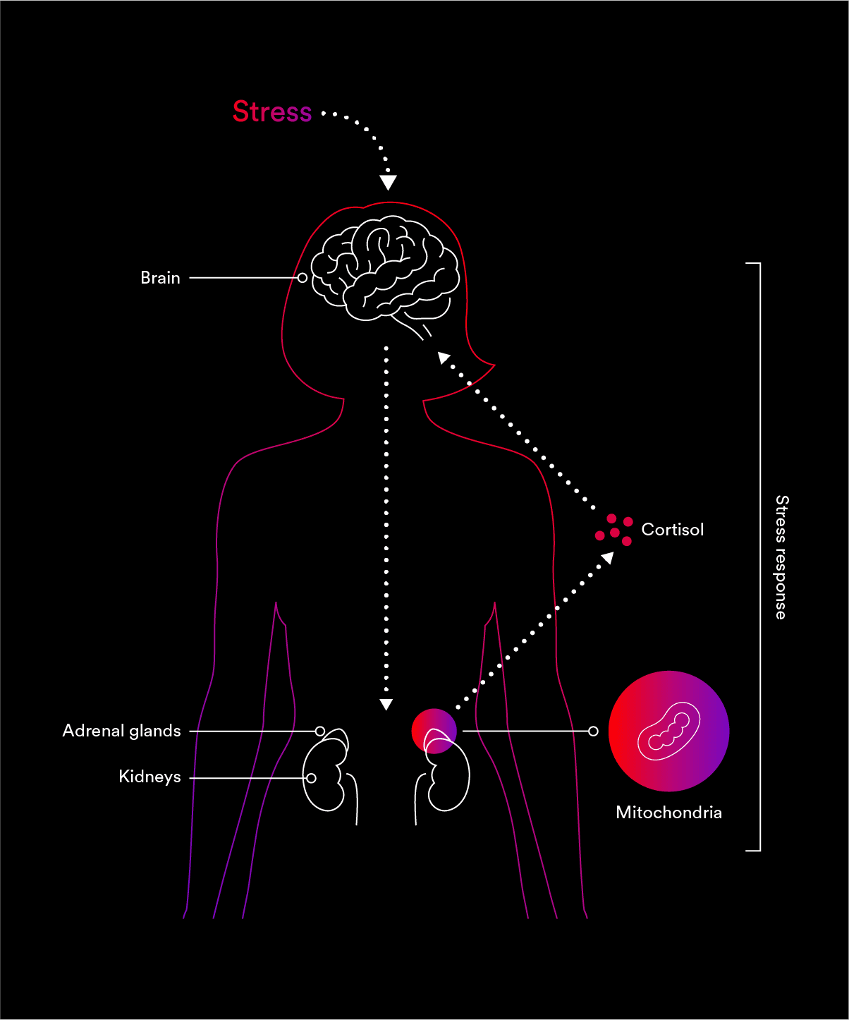 Adrenal stress response infographic